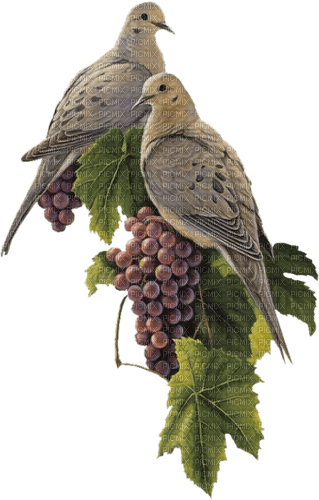 pajaros uvas dubravka4 - PNG gratuit