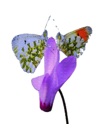 papillons - png ฟรี