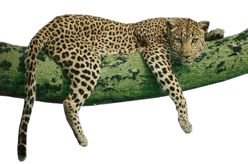 Animaux - zdarma png