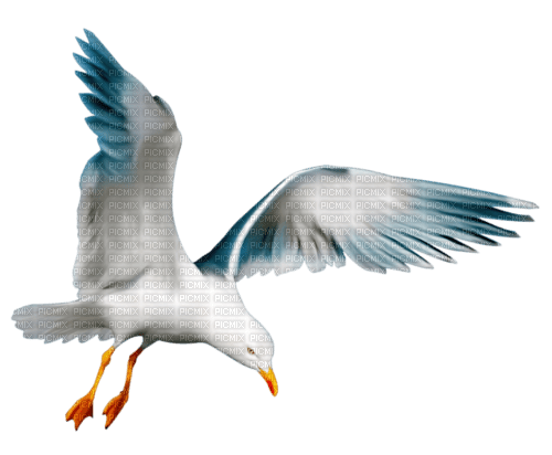 mouette - 免费PNG