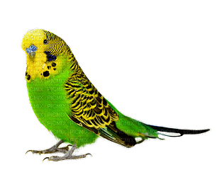 patymirabelle oiseau perroquet - ilmainen png