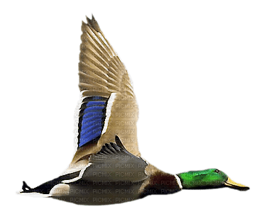 Tube Animaux Canard - PNG gratuit