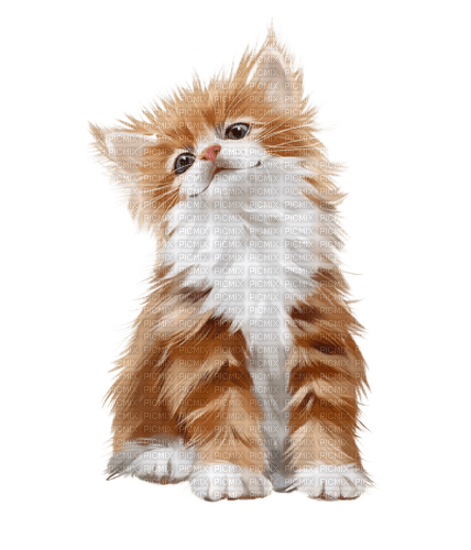 Kaz_Creations Cat - png gratis