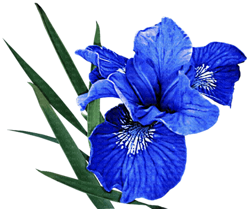 blue iris Bb2 - Free PNG