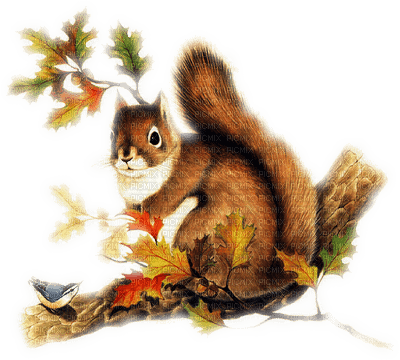 squirrel ecureuil - ücretsiz png