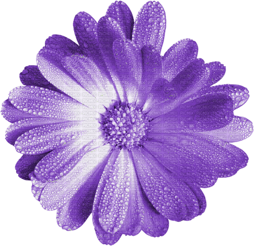 Flower.Purple - darmowe png