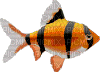 poisson - GIF animado gratis