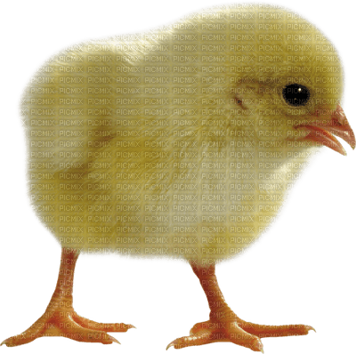 Kaz_Creations Easter Deco Chick - zdarma png
