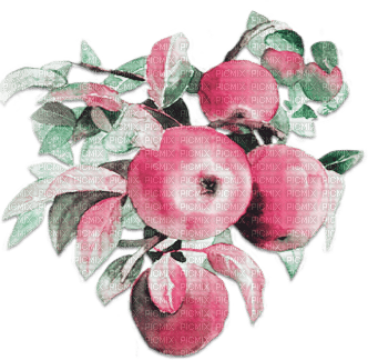soave deco branch fruit apple pink green - PNG gratuit