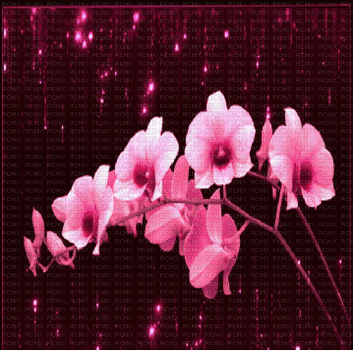 orchidee milla1959 - 無料のアニメーション GIF