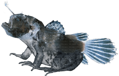 anglerfish scary fish frog - png gratuito