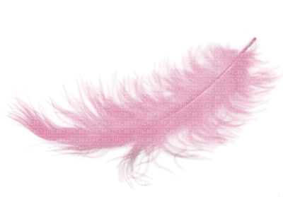 feathers bp - zadarmo png