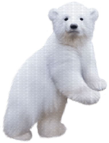 Polar.Bear.Cub.White - kostenlos png