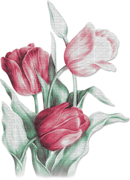 soave deco flowers spring tulips pink green - безплатен png