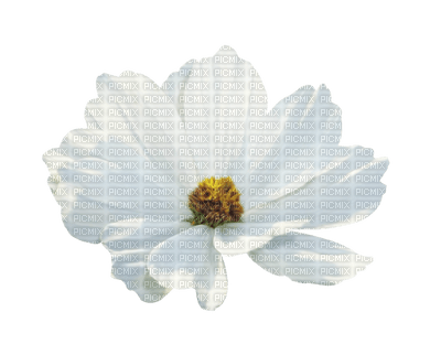 flower-blomma-vit-minou52 - безплатен png