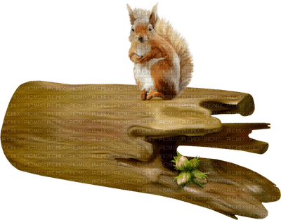 squirrel katrin - ilmainen png