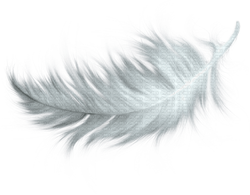 feather - png ฟรี