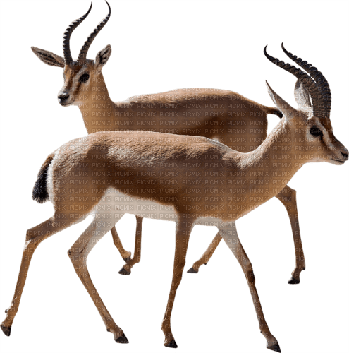 Antilope - PNG gratuit