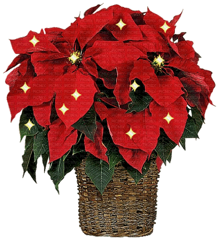 flores rojas navidad gif dubravka4 - Δωρεάν κινούμενο GIF