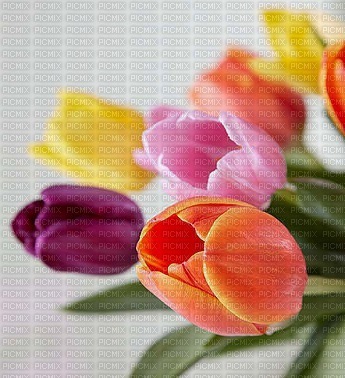 image encre bon anniversaire couleur fleurs tulipes mariage effet  edited by me - безплатен png
