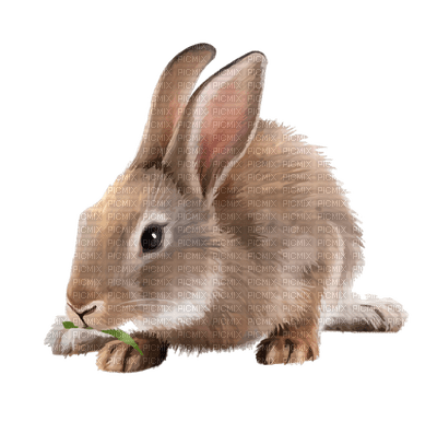 Kaz_Creations Animals Rabbit Hare - 免费PNG