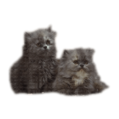 chats - Free PNG
