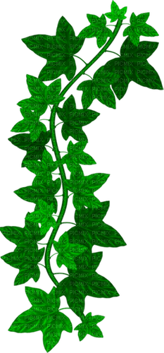 Plante Vert:) - PNG gratuit