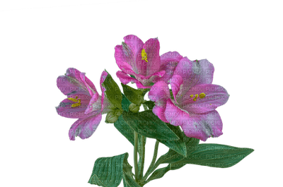 kukka, fleur - PNG gratuit