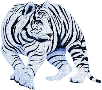 tigre blanc ( - GIF animado grátis