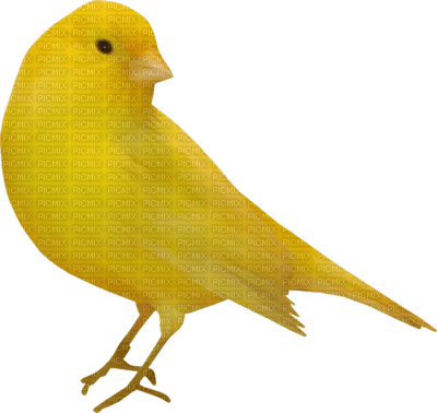 birds katrin - zdarma png