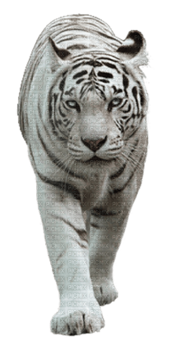 White Tiger - png gratis