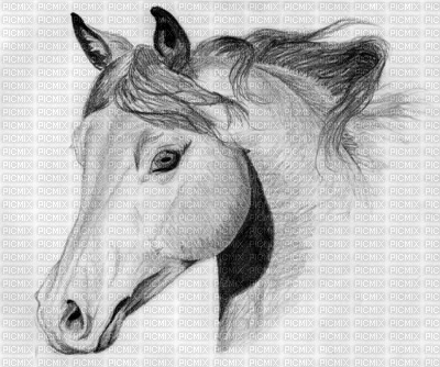 magnifique cheval - bezmaksas png