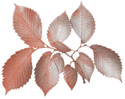 blad kvist-leaf - Free PNG