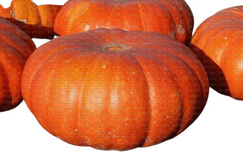 pumpkin - фрее пнг