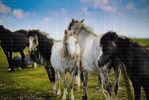 charmille _ animaux _ chevaux - GIF animé gratuit