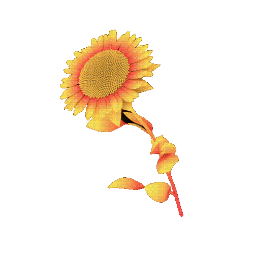 Sunflower - GIF animado gratis