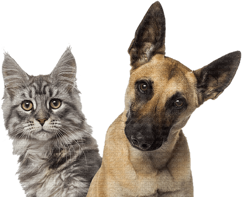 cat dog animals family - ilmainen png