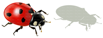 ladybug - бесплатно png