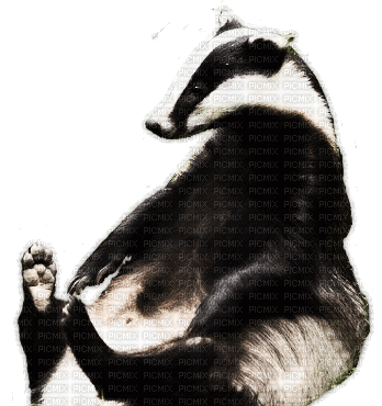 badger bp - GIF animé gratuit