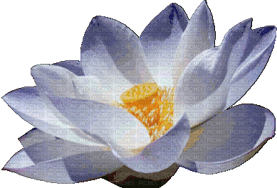 Lotus Flower - Gratis animerad GIF