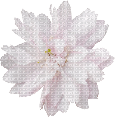 minou-pink-flower-blomma - darmowe png