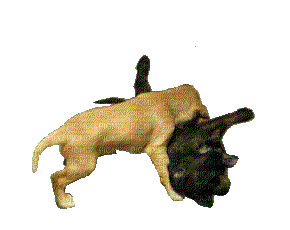 Puppies Playing Animated Dog Chien - Free animated GIF