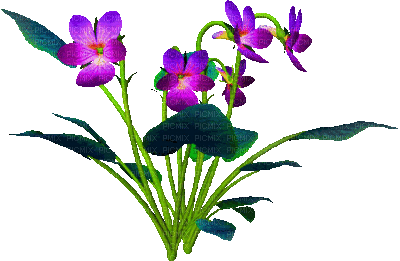 cecily-fleurs - Kostenlose animierte GIFs