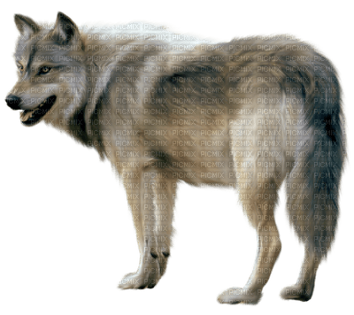 wolf katrin - png gratis
