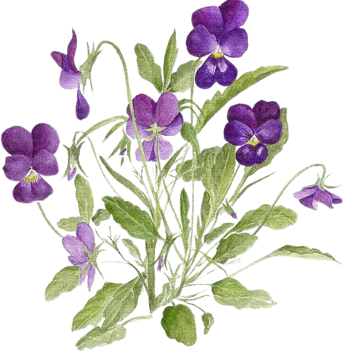 violets - Free PNG
