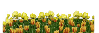 tulipes - бесплатно png