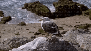 nature - Безплатен анимиран GIF