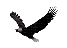 hawk katrin - PNG gratuit