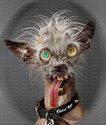 hond ogen - GIF animé gratuit