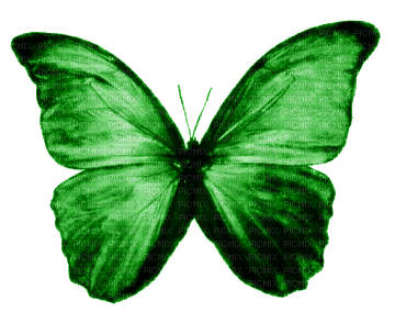 green butterfly - GIF animasi gratis